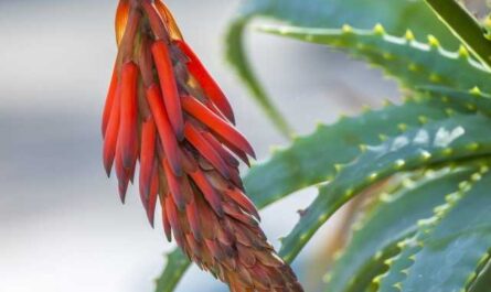 Wie bringt man Aloe zum Blühen?