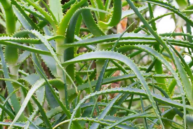 Wie hält man den Aloe-Baum in Form?