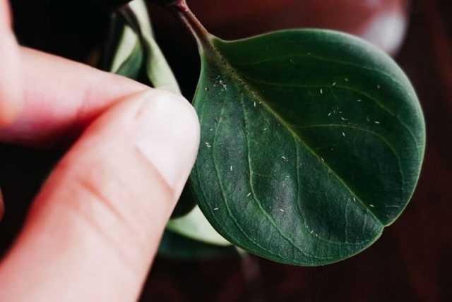 Wie kann man Thripse bei Zimmerpflanzen loswerden? – Schöne Zimmerpflanzen