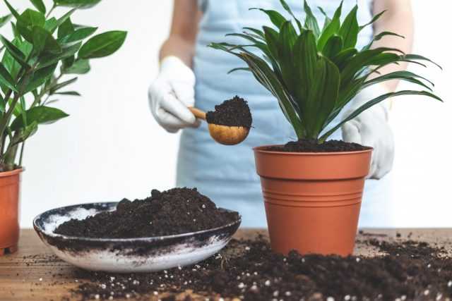 Wie verpflanzt man eine Zimmerpflanze? Pflege
