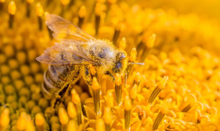 Auswahl von Pollenpollen von Bienen