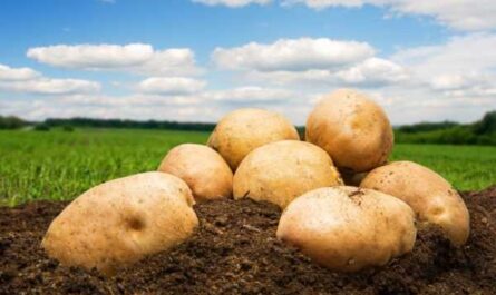 Beschreibung der Kartoffel Kemerovochanin
