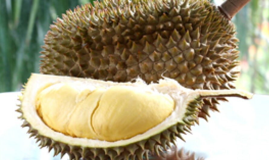 Durian, Kalorien, Nutzen und Schaden, Nützliche Eigenschaften