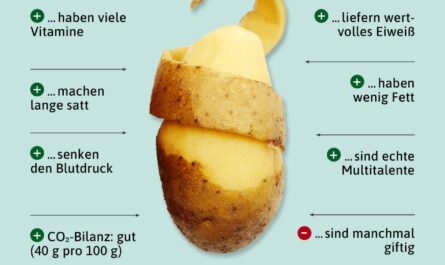 Eigenschaften von Zorochka-Kartoffeln
