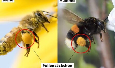 Gibt es einen Unterschied zwischen Biene und Pollen? Über Bienenpollen (Pollen)