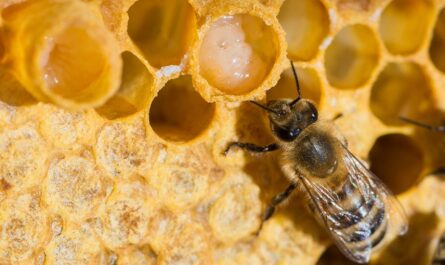 Kontraindikationen für die Aufnahme von Bienen und Pollen