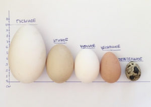 Perlhuhn-Eier, Kalorien, Nutzen und Schaden, Nützliche Eigenschaften