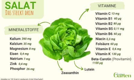 Salat, Kalorien, Nutzen und Schaden, Nützliche Eigenschaften