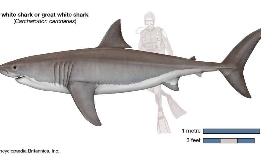 Shark White Nutzen, Eigenschaften, Kaloriengehalt, nützliche Eigenschaften und Schaden