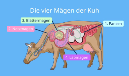 Ursachen eines Magenstopps bei einer Kuh