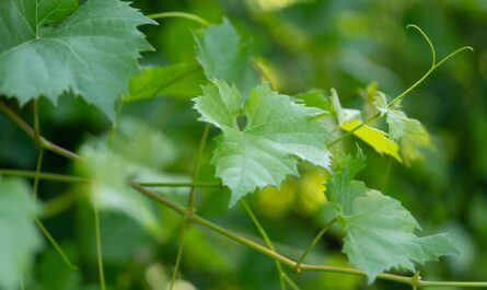 Weinblätter - Nützliche und gefährliche Eigenschaften von Weinblättern, Kalorien, Nutzen und Schaden, Nützliche Eigenschaften