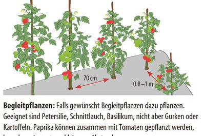 Wie und warum werden Tomaten gepflanzt?