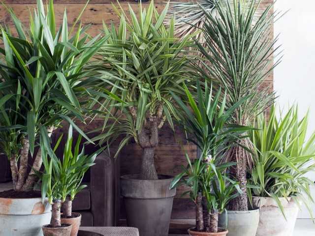 Yucca φυτό εσωτερικού χώρου - φροντίδα -