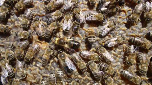 Ράτσες μελισσών και διακριτικά χαρακτηριστικά διαφορετικών τύπων μελισσών. -