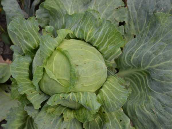 Περιγραφή ποικιλίας λάχανου Ankoma f1 -