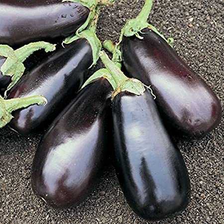 Roma Eggplant F1 -
