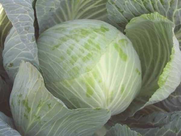 Χαρακτηριστικά λευκού λάχανου Megaton -