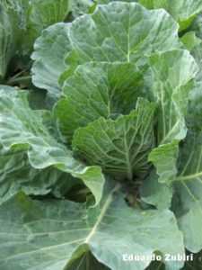 Χαρακτηριστικά του λάχανου χορτονομής -
