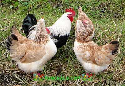 Χαρακτηριστικά της φυλής κοτόπουλου σολομού Zagorsk -