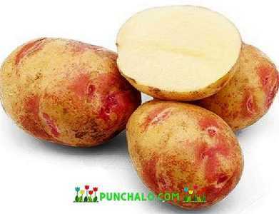 Χαρακτηριστικά της πατάτας Πικάσο -