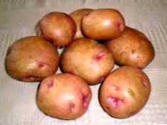 Χαρακτηριστικά των ποικιλιών πατάτας bullfinch -