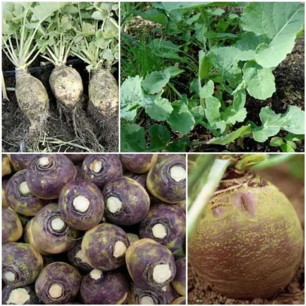 Χαρακτηριστικά της καλλιέργειας λάχανου κολραμπιού -