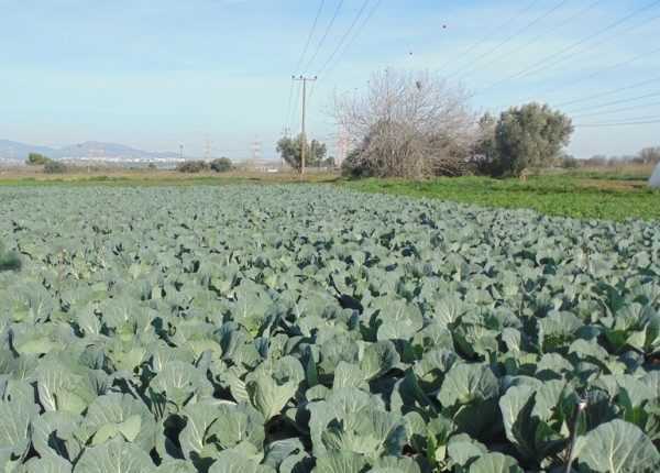 Χαρακτηριστικά της πρώιμης καλλιέργειας λάχανου στο ανοιχτό έδαφος -