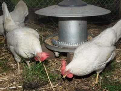 Χαρακτηριστικά της καλλιέργειας και της αναπαραγωγής της επετειακής φυλής κοτόπουλων Kuchinsky