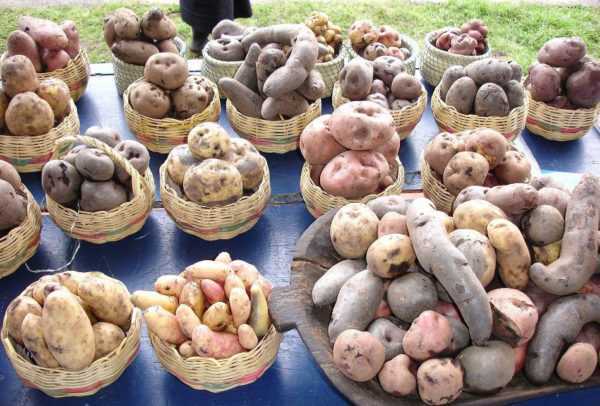Διανυσματικά χαρακτηριστικά των ποικιλιών πατάτας -