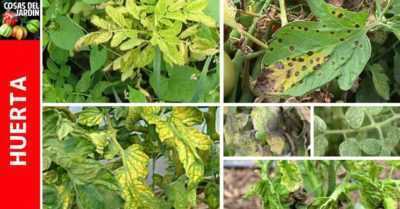 Πώς να αντιμετωπίσετε τις κίτρινες κηλίδες στα φύλλα ντομάτας -