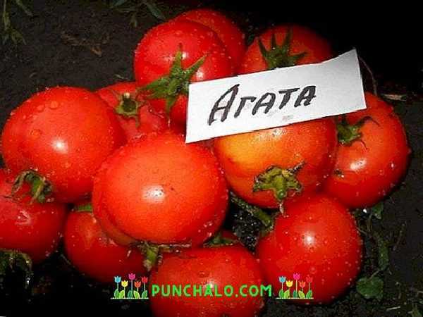 Περιγραφή αχάτη ντομάτας -