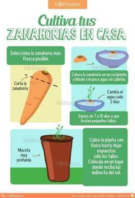 Ημερομηνίες για να φυτέψετε καρότα το 2019 –