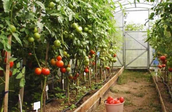 Χρήσιμα λιπάσματα για ντομάτες στο ανοιχτό έδαφος -