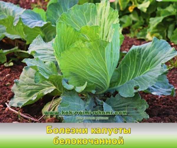 Καταπολέμηση παρασίτων και ασθενειών του λάχανου στο ανοιχτό έδαφος -