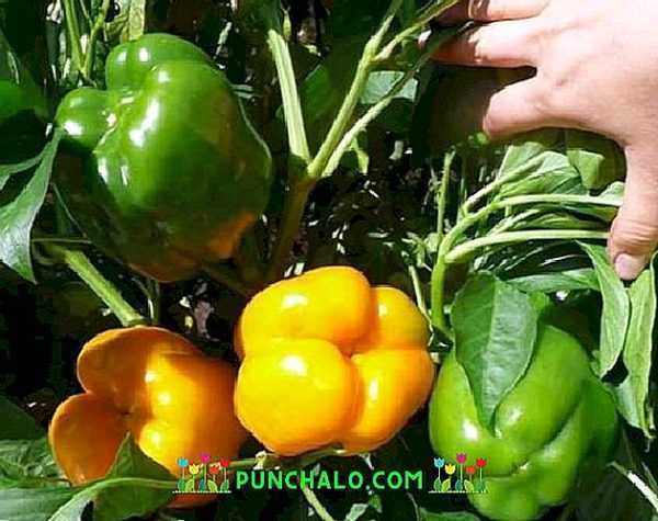Οι καλύτερες ποικιλίες σαλάτας πιπεριάς για τα Ουράλια -