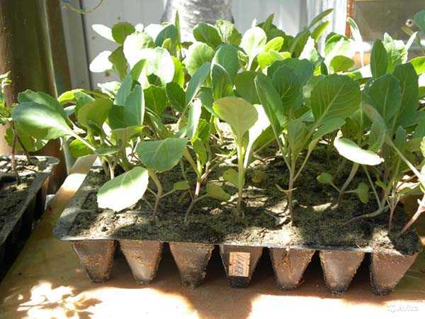 Φύτευση δενδρυλλίων λάχανου σε ανοιχτό έδαφος -
