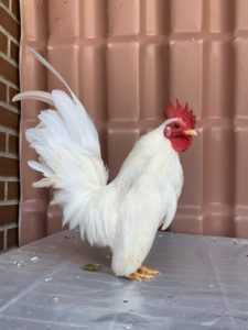 Δημοφιλή κοτόπουλα νάνοι -