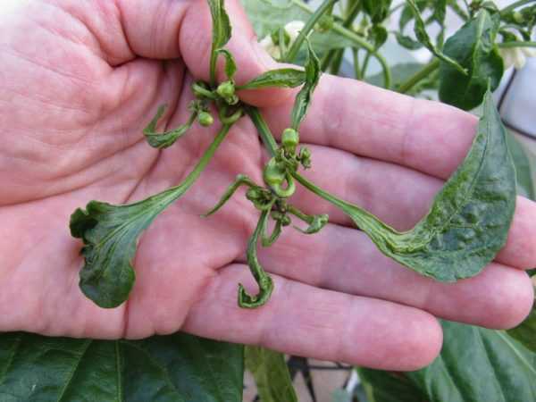 Γιατί εμφανίζονται σπυράκια στα φύλλα πιπεριάς; -