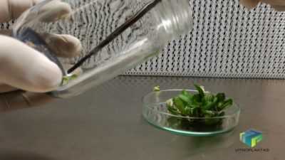 Πολλαπλασιασμός της phalaenopsis στο σπίτι -