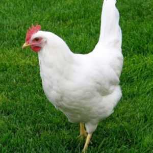 Φυλή κρέατος αυγού από κότες leggorn -