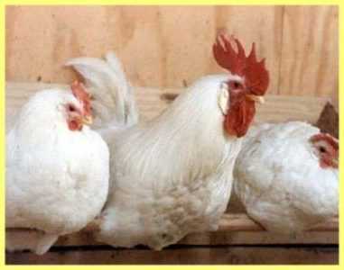 Λευκή ρωσική ράτσα κοτόπουλου -