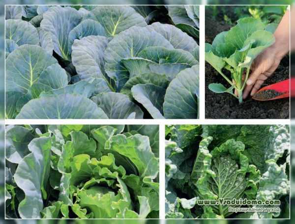 Κανόνες φροντίδας για την καλλιέργεια λάχανου στον κήπο –