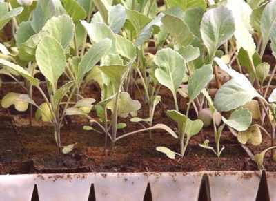 Κανόνες για τη σπορά λάχανου για σπορόφυτα στα προάστια -