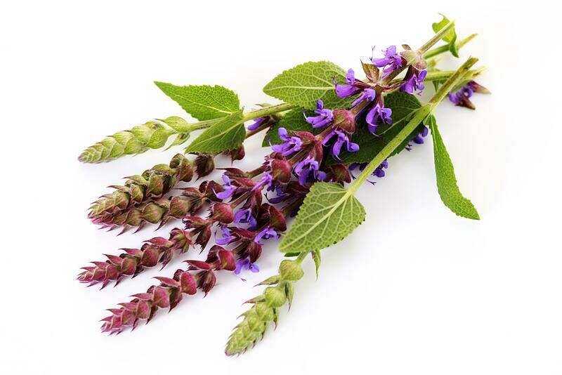 Salvia, Θερμίδες, οφέλη και βλάβες, Χρήσιμες ιδιότητες -