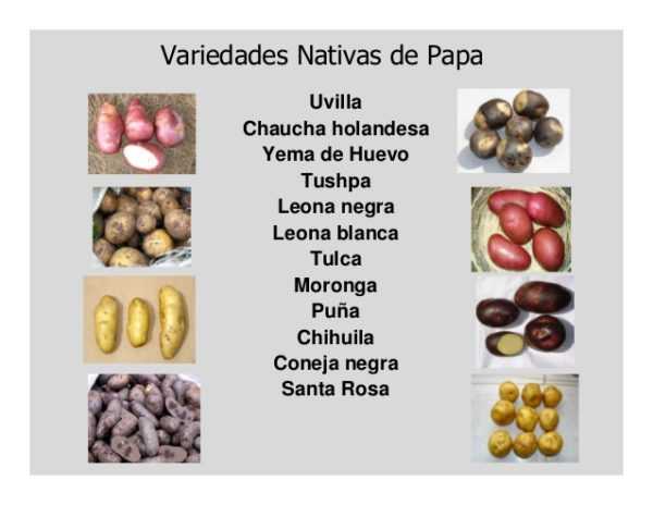 Ολλανδικές ποικιλίες πατάτας -