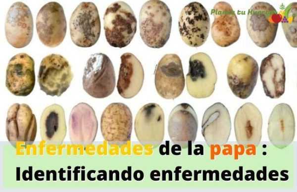 Ποικιλίες σήψης πατάτας -