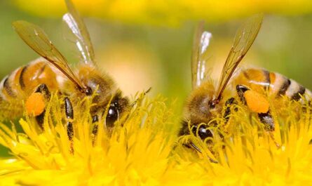 Συλλογή και διατήρηση της γύρης μελισσών -