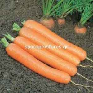 A hybrid variety of carrots Dordogne f1