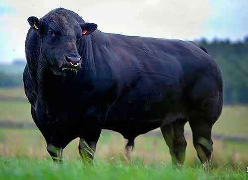 Aberdeen Angus breed of cows