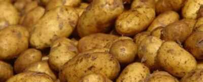 Actara's use for potatoes
